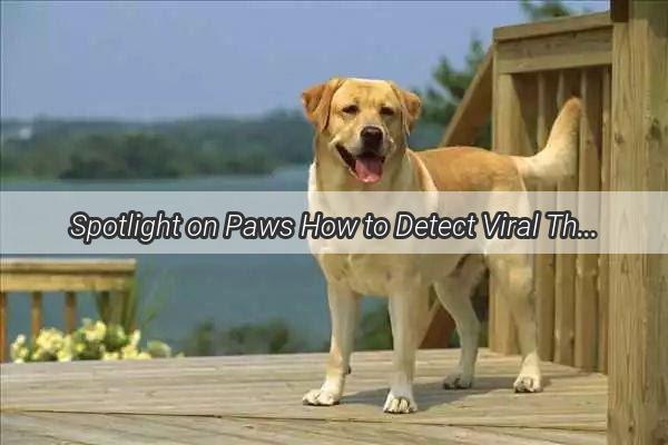 Spotlight on Paws How to Detect Viral Threats in Your Furry Friend